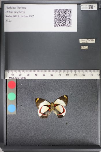 Media type: image;   Entomology 131822